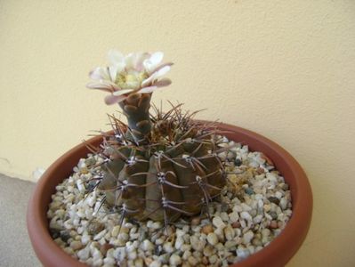 Gymnocalycium ochoterenae v. cinereum