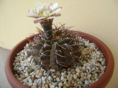 Gymnocalycium ochoterenae v. cinereum