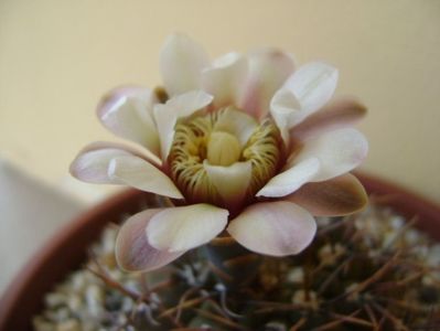 Gymnocalycium ochoterenae v. cinereum