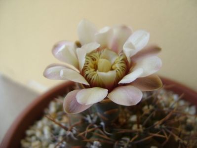 Gymnocalycium ochoterenae v. cinereum