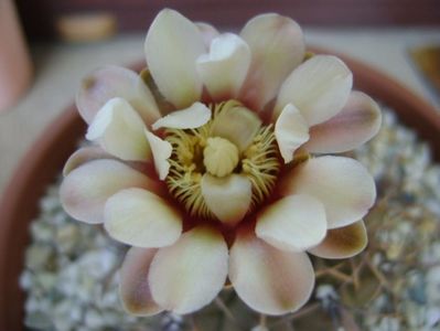 Gymnocalycium ochoterenae v. cinereum