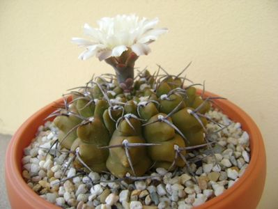 Gymnocalycium vatteri