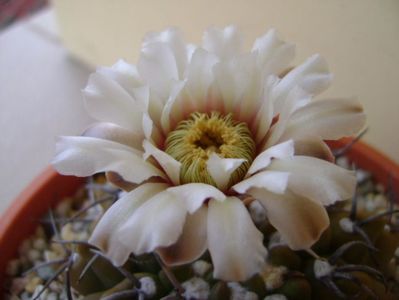 Gymnocalycium vatteri