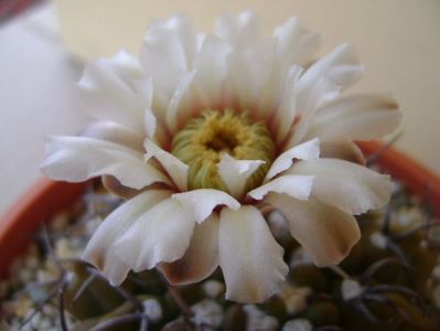 Gymnocalycium vatteri