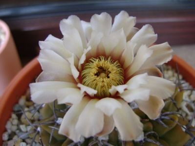 Gymnocalycium vatteri