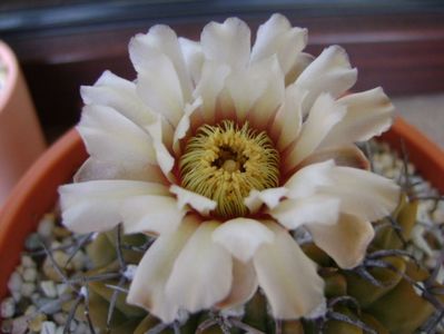 Gymnocalycium vatteri