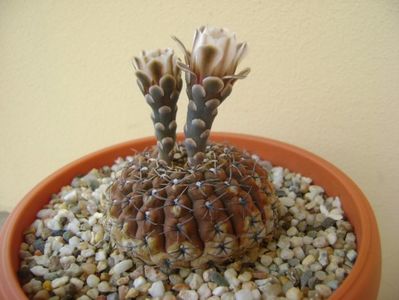 Gymnocalycium obductum