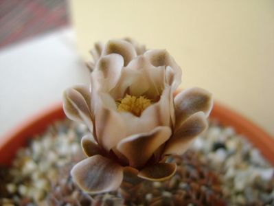 Gymnocalycium obductum