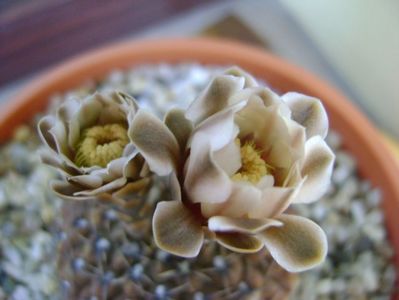 Gymnocalycium obductum