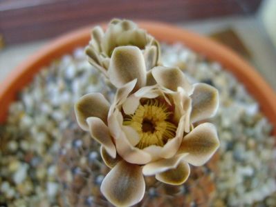 Gymnocalycium obductum