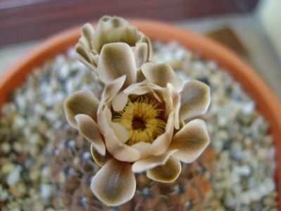 Gymnocalycium obductum