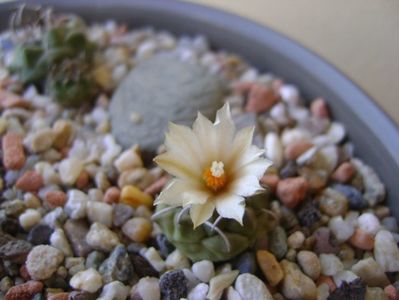 Turbinicarpus pachystele