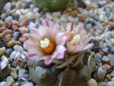 Turbinicarpus schwarzii v. rubriflorus