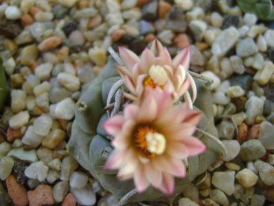 Turbinicarpus schwarzii v. rubriflorus