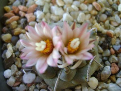 Turbinicarpus schwarzii v. rubriflorus