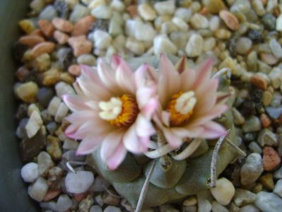 Turbinicarpus schwarzii v. rubriflorus