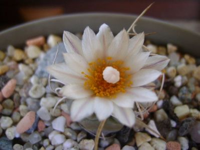 Turbinicarpus macrochele v. kupcakii