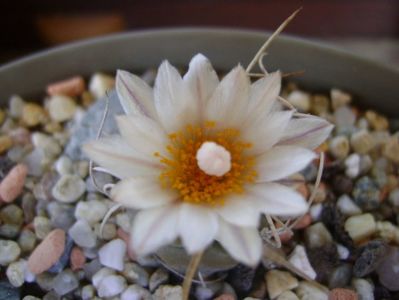 Turbinicarpus macrochele v. kupcakii