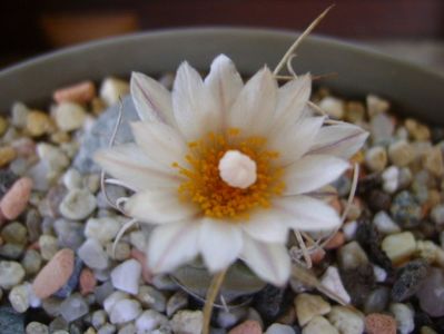 Turbinicarpus macrochele v. kupcakii