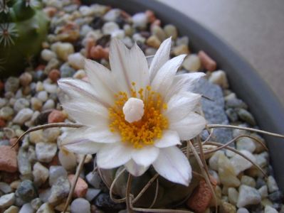 Turbinicarpus macrochele v. kupcakii