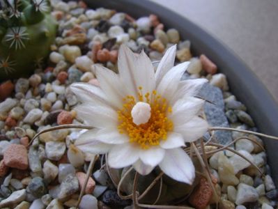 Turbinicarpus macrochele v. kupcakii