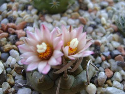 Turbinicarpus schwarzii v. rubriflorus