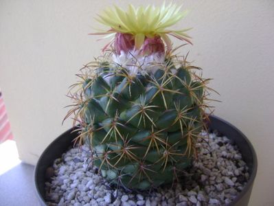 Coryphantha elephantidens v. sulcolanata