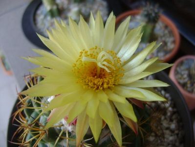 Coryphantha elephantidens v. sulcolanata