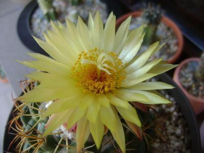 Coryphantha elephantidens v. sulcolanata