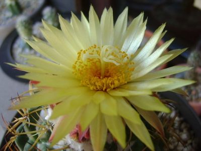 Coryphantha elephantidens v. sulcolanata