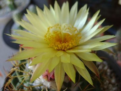 Coryphantha elephantidens v. sulcolanata