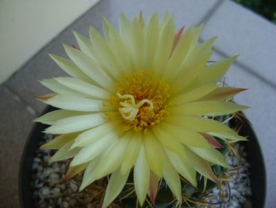 Coryphantha elephantidens v. sulcolanata