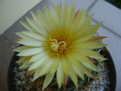 Coryphantha elephantidens v. sulcolanata