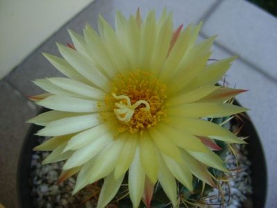 Coryphantha elephantidens v. sulcolanata