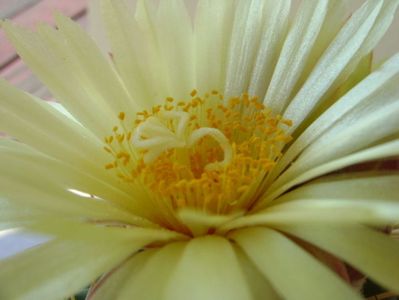 Coryphantha elephantidens v. sulcolanata