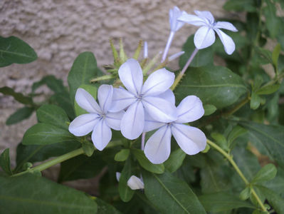 25 iul plumbago