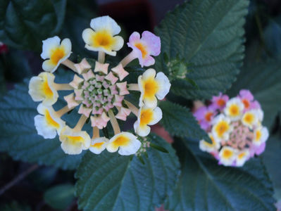 lantana