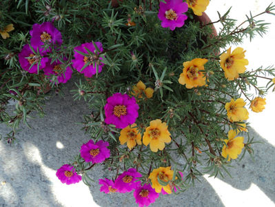 portulaca