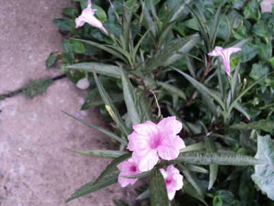 ruellia