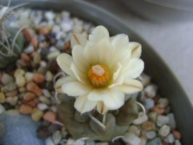 Turbinicarpus macrochele