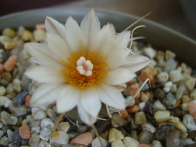 Turbinicarpus macrochele v. kupcakii