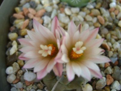 Turbinicarpus schwarzii v. rubriflorus