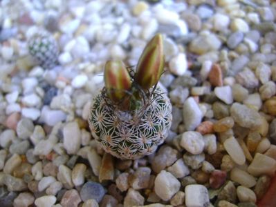 Turbinicarpus krainzianus v. lausseri