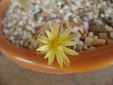 Turbinicarpus krainzianus v. minimus