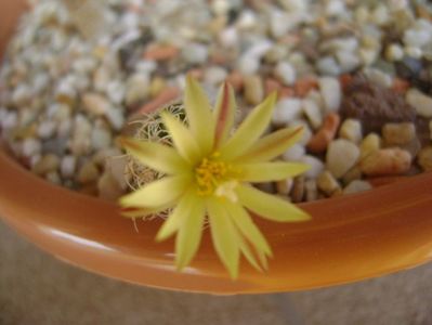 Turbinicarpus krainzianus v. minimus