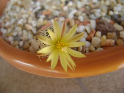 Turbinicarpus krainzianus v. minimus