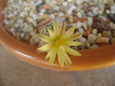 Turbinicarpus krainzianus v. minimus