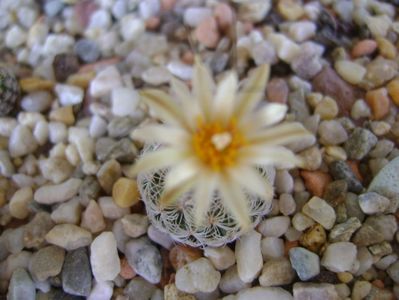 Turbinicarpus krainzianus