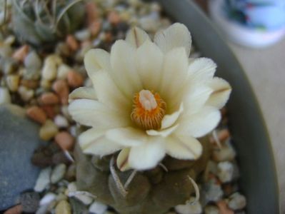 Turbinicarpus macrochele