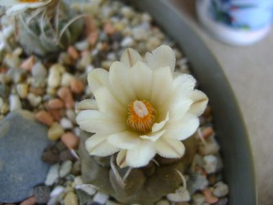 Turbinicarpus macrochele